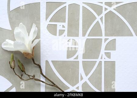 Weiße Magnolienblüte, Fibonacci-Sequenz Kreise auf Beton-Stein-Hintergrund. Natürliche Ordnung, Perfektion. Golden Ratio-Konzept. Draufsicht, geometrisch Stockfoto
