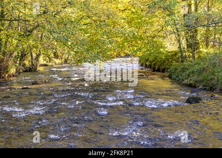 Der Fluss Barle im Exmoor National Park, direkt unterhalb der Tarr Steps, Liscombe, Somerset UK Stockfoto