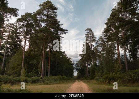 Ein Pfad, der durch den Wald mit hohen Bäumen führt Seite und ein blauer Himmel oben Stockfoto