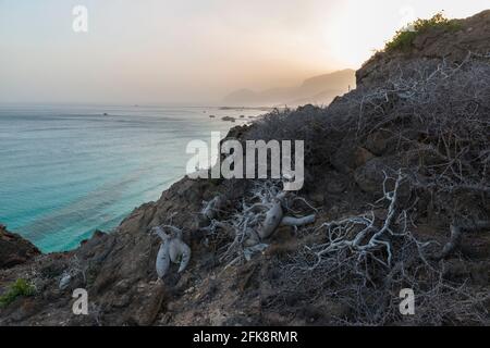 Wüstenrose (adenium obesum) auf den Felsen in der Nähe von Fazaya Beach. Gouvernement Dhofar, Oman. Stockfoto