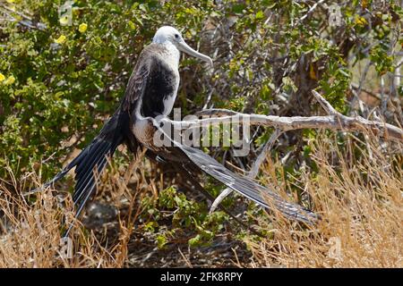 Gewellter Albatros, jung; auf Ast sitzend, Flügel ausgebreitet, Seitenansicht, Diomedea irrorata; Seevögeltier; Tierwelt, pelagische Tiere, Natur, Südamerika, Gala Stockfoto