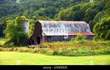 Am Fuße der Appalachian Mountains in Tennessee gelegen, ist diese verwitterte, rote Holzscheune überwuchert und verwittert. Stockfoto