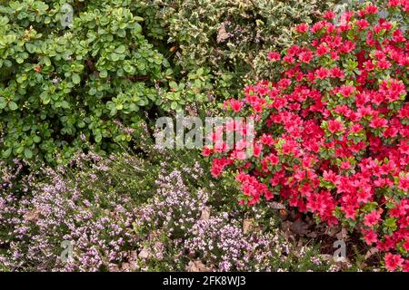 Nahaufnahme einer Mischung aus bunten Frühlingsblumen und Sträuchern, darunter Wintergehege, rote Azaleen und Igel Holly oder English Holly Stockfoto