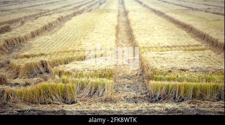 Ackerland in Western Arkansas wurde geschnitten und geerntet. Zeilen zeigen Pflanzen Tops abgeschnitten. Stockfoto