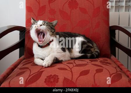 Eine weiße und graue Katze, die im Haus sitzt und gähnt Auf einem dekorierten Sessel Stockfoto
