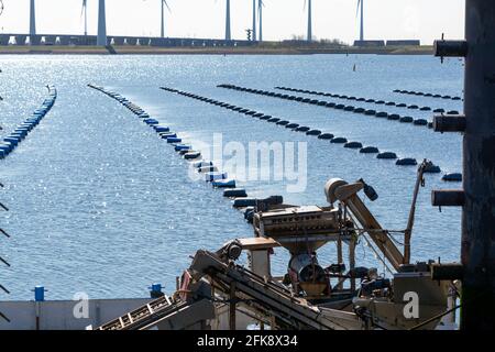 Niederlande, Bruinisse, Muschelzucht in Oosterschelde oder Grevelingen. Hintergrund Grevelingen Staudamm, Teil der Deltawerke und Windmühlen Stockfoto