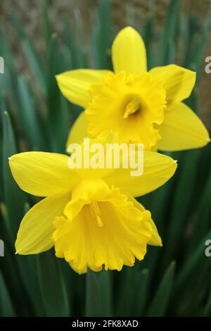Gelbe Narzissen mit grünen Blättern, Narzissen im Garten, gelbe Frühlingsblumen Makro, gelbe Narzissen, Schönheit in der Natur, Blumenfoto, Makro Stockfoto
