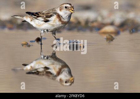 Schneehammer, Plectrophenax nivalis, ein einziges Wintergefieder-Männchen, das sich in einem Küstenbecken ernährt, North Norfolk, März Stockfoto