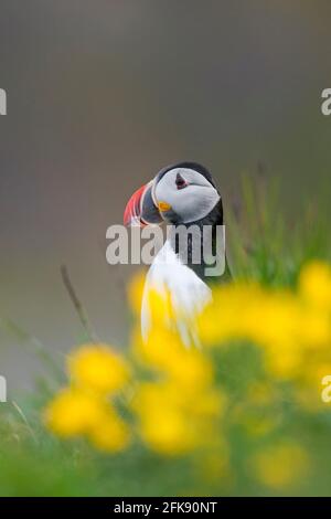 Atlantischer Papageitaucher (Fraterkula arctica) Sitzen zwischen gelben Wildblumen mit farbigem Schnabel in der Zucht Im Sommer Saison Stockfoto