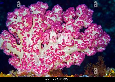 Heiße rosa und weiße weiche Korallen, die in Strömung fressen, Palau, Mikronesien Stockfoto