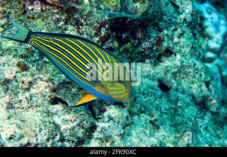 Gestreifter Surgeonfisch Acanthurus lineatus), Palau, Mikronesien Stockfoto