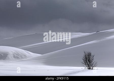 Einzelbirke in verschneiter Landschaft im Dovrefjell-Sunndalsfjella Nationalpark im Winter, Norwegen Stockfoto
