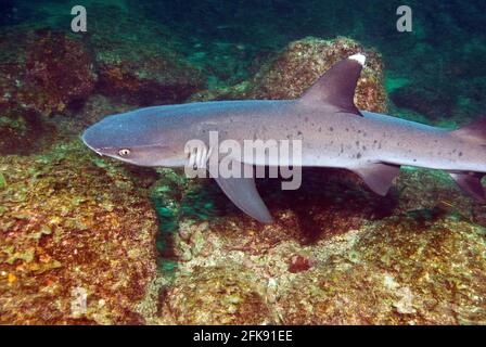 Weißspitzenriffhai, (Triaenodon obesus), Coiba Marine Park, Panama Stockfoto
