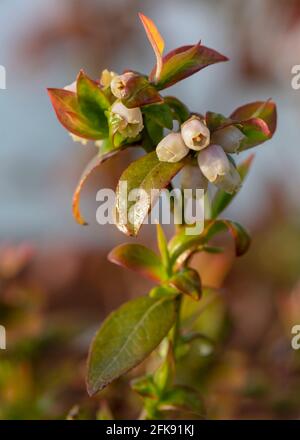 Blaubeerblüten auf einem Ast-Makro schließen sich in seicht an Schärfentiefe verschwommener Hintergrund für den Kopierbereich Stockfoto