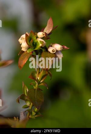 Zweig der hübschen rosa Blaubeerblüten Makro Nahaufnahme in Geringe Schärfentiefe verschwommener Hintergrund für den Kopierbereich Stockfoto