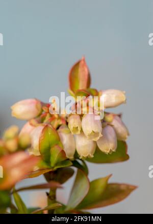 Blaubeerblütenmakro Nahaufnahme in geringer Schärfentiefe Einfacher Hintergrund für den Kopierbereich Stockfoto