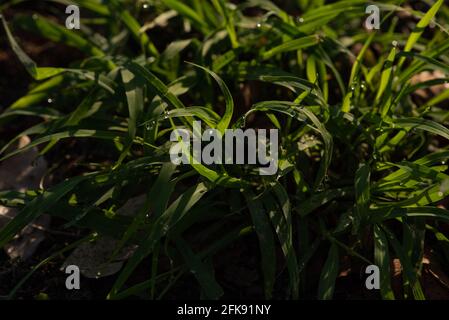 Ein Tau-Tropfen, der das Licht auf einem grünen Gras erleuchtet In den frühen Morgenstunden Stockfoto