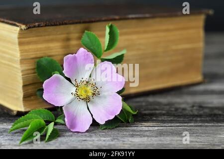 Blume zum Muttertag. Wilde Rose und altes Buch auf Holzhintergrund Stockfoto