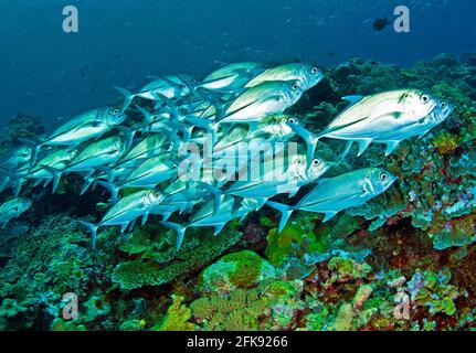 Große Schule von bigeye trevally Jacks (Caranx sexfasciatus), die über Korallenriff, Salomonen, kreuzen Stockfoto