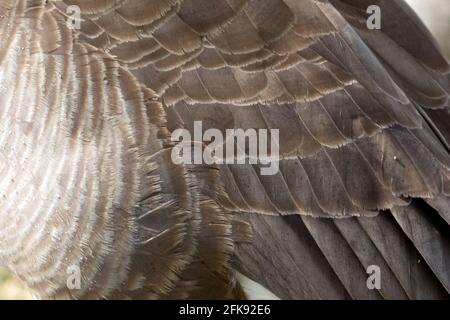 Nahaufnahme von Federn auf einer Canada Goose. Stockfoto