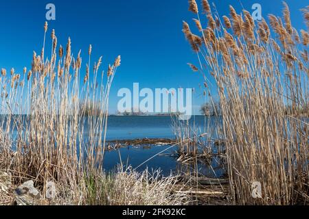 Rockwood, Michigan - nicht-einheimische Phragmiten (Phragmites australis), die am Ufer des Eriesees wachsen. Phragmites ist ein invasives Feuchtgebiet Gras, das sich verspan Stockfoto