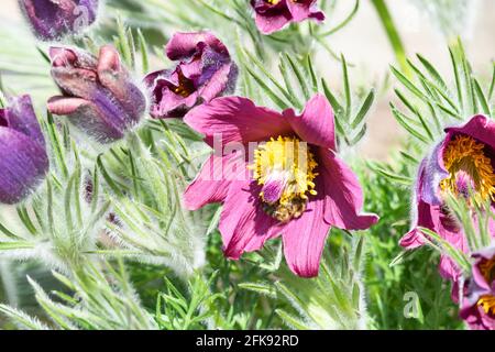 Rote Pasque-Blume, Pulsatilla vulgaris Stockfoto