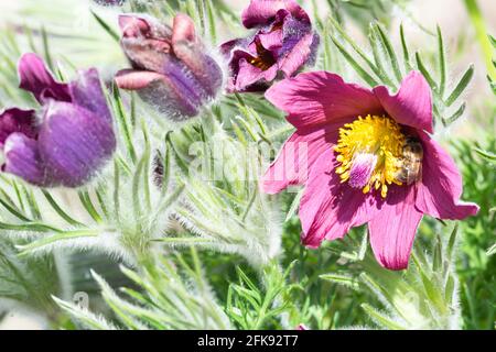 Rote Pasque-Blume, Pulsatilla vulgaris Stockfoto