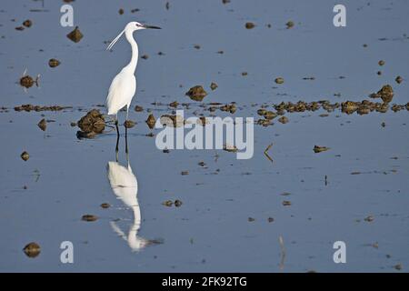 Kleiner Reiher in einem Reisfeld. Vogel. Tiere. Stockfoto