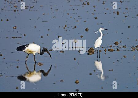 Afrikanischer heiliger Ibis und kleiner Reiher in einem Reisfeld. Vogel. Tiere. Stockfoto