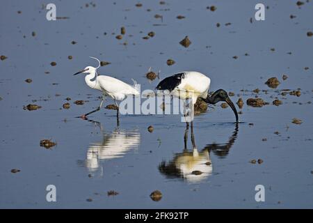 Afrikanischer heiliger Ibis und kleiner Reiher in einem Reisfeld. Vogel. Tiere. Stockfoto