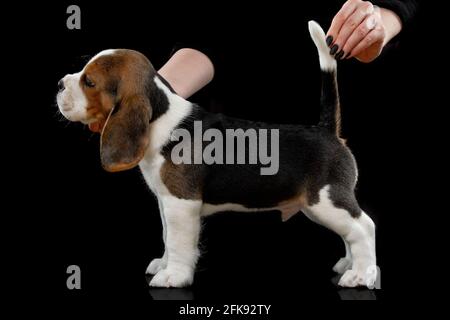 Tricolor kleine Beagle Baby Welpen Stockfoto
