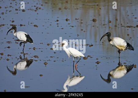 Afrikanischer heiliger Ibis und kleiner Reiher in einem Reisfeld. Vogel. Tiere. Stockfoto