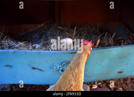 Rote Henne steht Wache über ihrem Ei. Ei sitzt in einer alten, türkisen Kommode Schublade auf einem Nest von Heu. Stockfoto