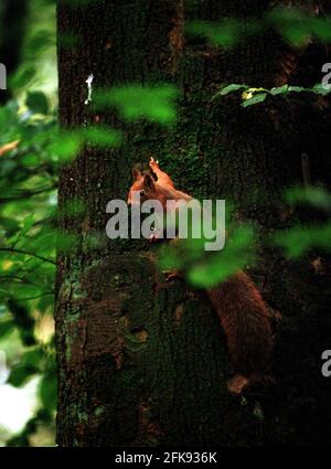 Ein rotes Eichhörnchen in Blue Bells Wood Oktober 2000near Aintree Hospital, Aintree, Liverpool Stockfoto