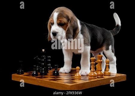 Tricolor kleine Beagle Baby Welpen Stockfoto