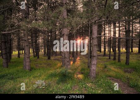 Sonnenuntergang unter den Bäumen in Sizilien die niedrige Sonne an Der Horizont filtert durch Kiefernwald im Ätna Park Stockfoto