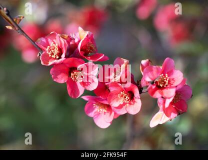 Quitten Blüte - rote / karmesinrote Blüten der blühenden Quitte, Chaenomeles im Frühling - Suffolk UK Stockfoto