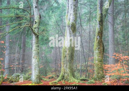 Drei große Buchenstämme stehen hoch vor dem herbstlichen Waldkiefernwald von douglasien in der Eremitage in der Nähe von Dunkeld, Schottland Stockfoto