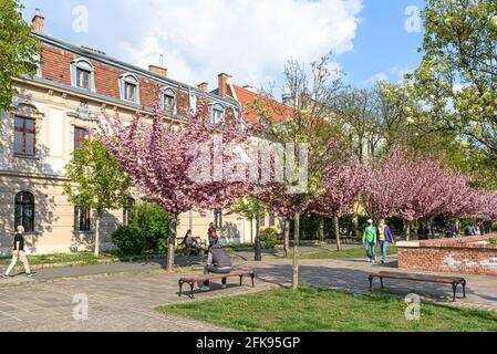 Kirschblüten und Kastanienbäume im Burgviertel von Buda Stockfoto