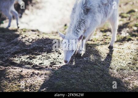 Kleine Ziege steht in der Natur und frisst Gras Stockfoto