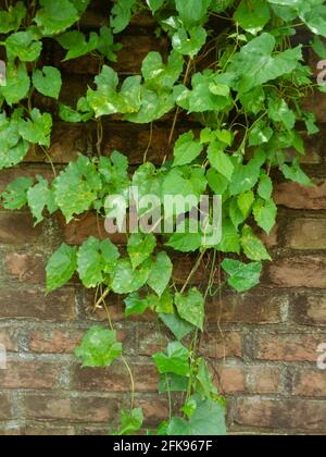 armani Lota, Mikania micrantha Kunth, Bittervine, Germani Lota. Ziegelwände sind mit Blättern bedeckt. Stockfoto