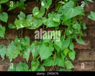 Jarmani Lota, Mikania Micrantha Kunth, Bittervine, Germani Lota. Stockfoto