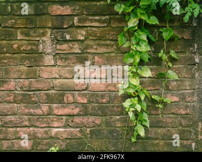 armani Lota, Mikania micrantha Kunth, Bittervine, Germani Lota. Ziegelwände sind mit Blättern bedeckt. Stockfoto