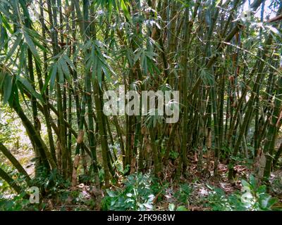 Bambussträucher von Bangladesch. Stockfoto