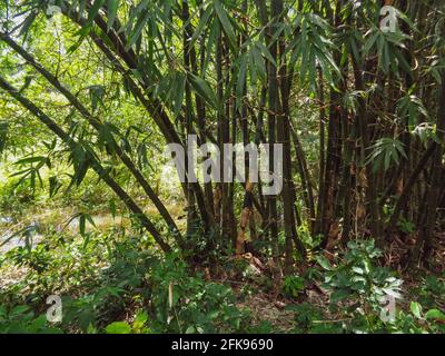 Bambussträucher von Bangladesch. Stockfoto