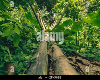 Bambusbrücke von Bangladesch. Bambusbrücke mitten in der grünen schönen Natur. Stockfoto