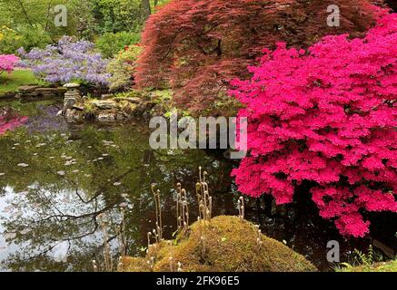 Ein dunkler Teich, roter japanischer Ahorn, rosa Azaleen, eine weiche violette Glyzinie und andere Büsche, Moos auf dem Boden. Der japanische Garten in Den Haag Stockfoto