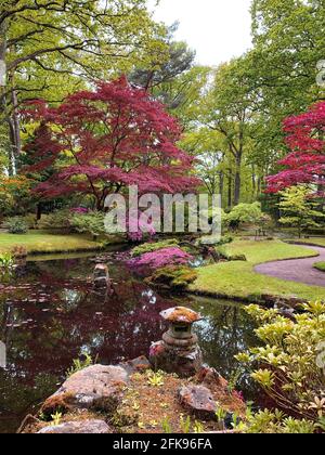 Ein dunkler Teich, roter japanischer Ahorn, rosa Azaleen und andere Büsche, Moos auf dem Boden. Dieser Garten wurde Anfang des 20. Jahrhunderts angelegt Stockfoto