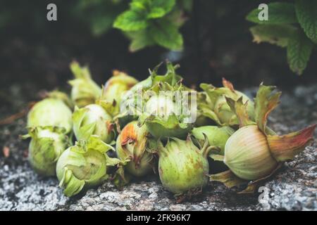 Frisch gepflückte Haselnüsse mit ihren grünen Blättern auf einem Stein Wand Stockfoto