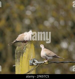 Collared Dove Stockfoto